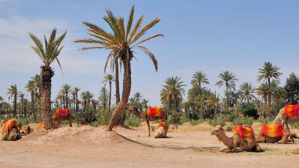 PASEO EN CAMELLO POR EL PALMERAL DE MARRAKECH
