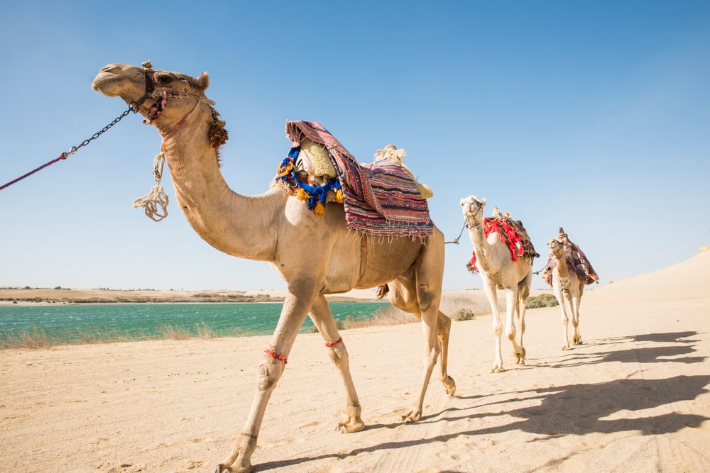 OASIS DE SIWA - EL CAIRO