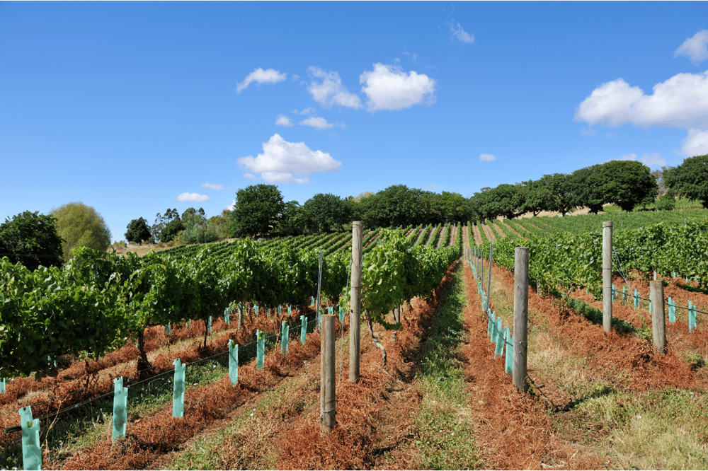 KOURION, KOLOSSI CASTLE, OMODOS AND WINERY VISIT