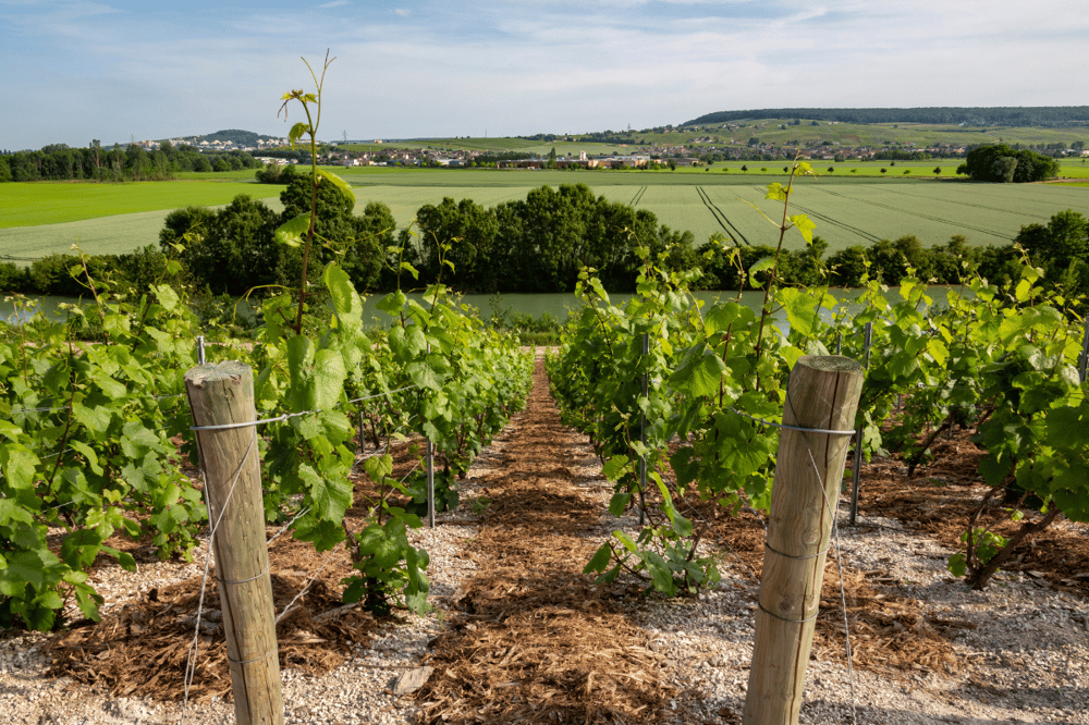 PARIS - EPERNAY - DIJON