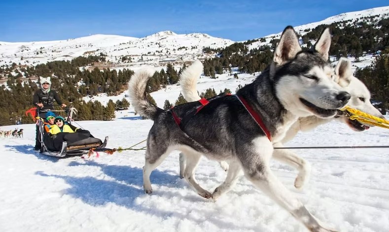 EXPERIENCIA EN TRINEO TIRADO POR HUSKIES