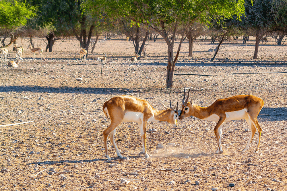 SIR BANI YAS ISLAND: A JOURNEY THROUGH NATURE’S WONDERS