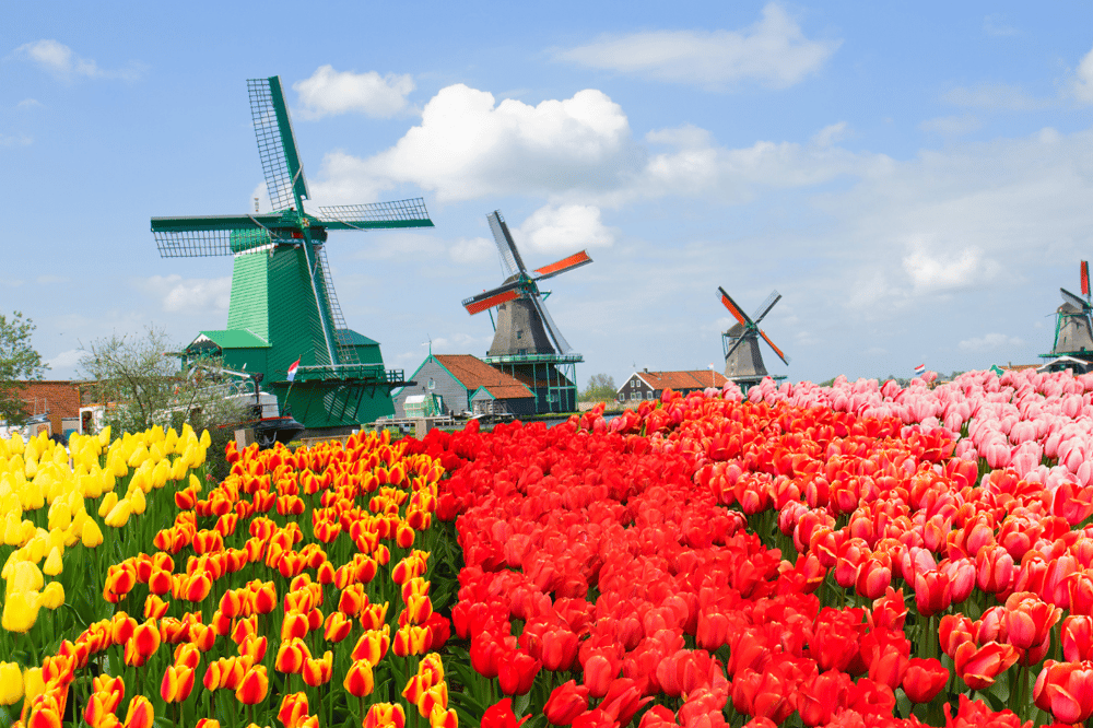 ZAANSE SCHANS - MARKEN - VOLENDAM Y VISITA PANORÁMICA DE AMSTERDAM