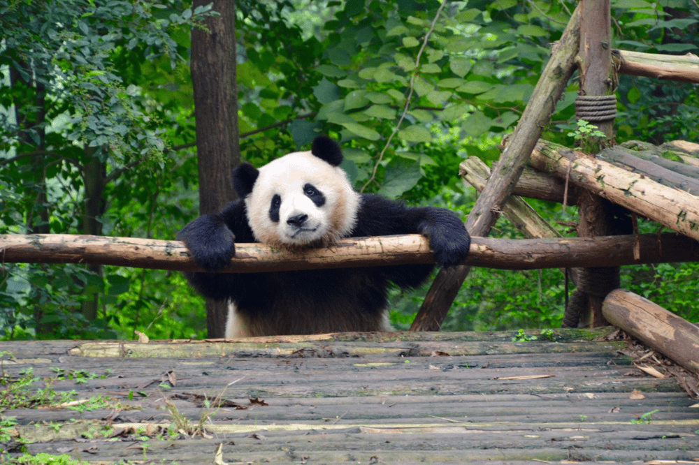 FROM XI'AN TO CHENGDU