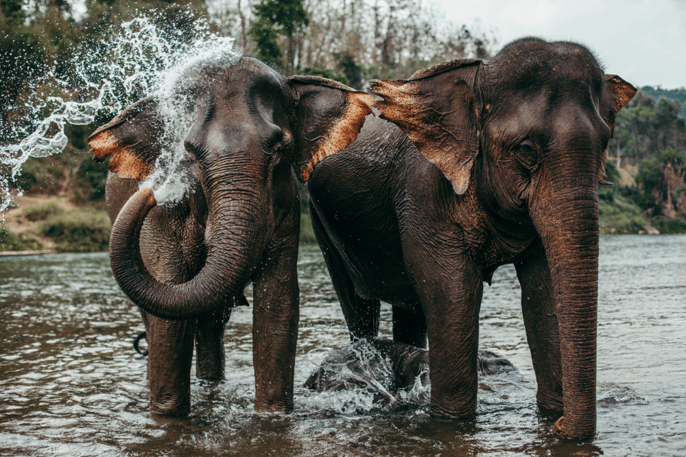 CHIANG MAI: ALDEAS Y SAFARI CON ELEFANTES