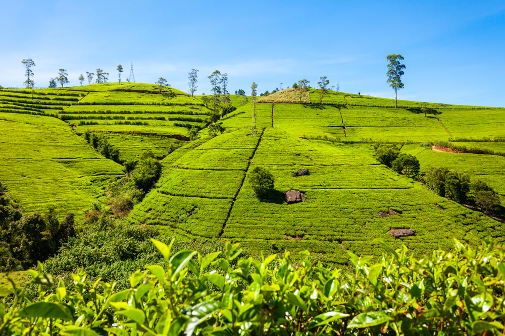 DE KANDY A NUWARA ELIYA