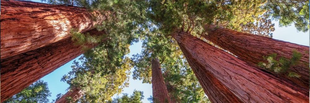 FROM FRESNO TO LA VIA SEQUOIA NATIONAL PARK