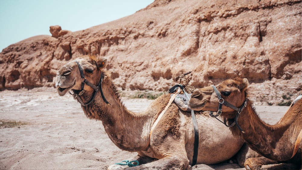 MAÑANA LIBRE EN MARRAKECH Y DESIERTO DE AGAFAY