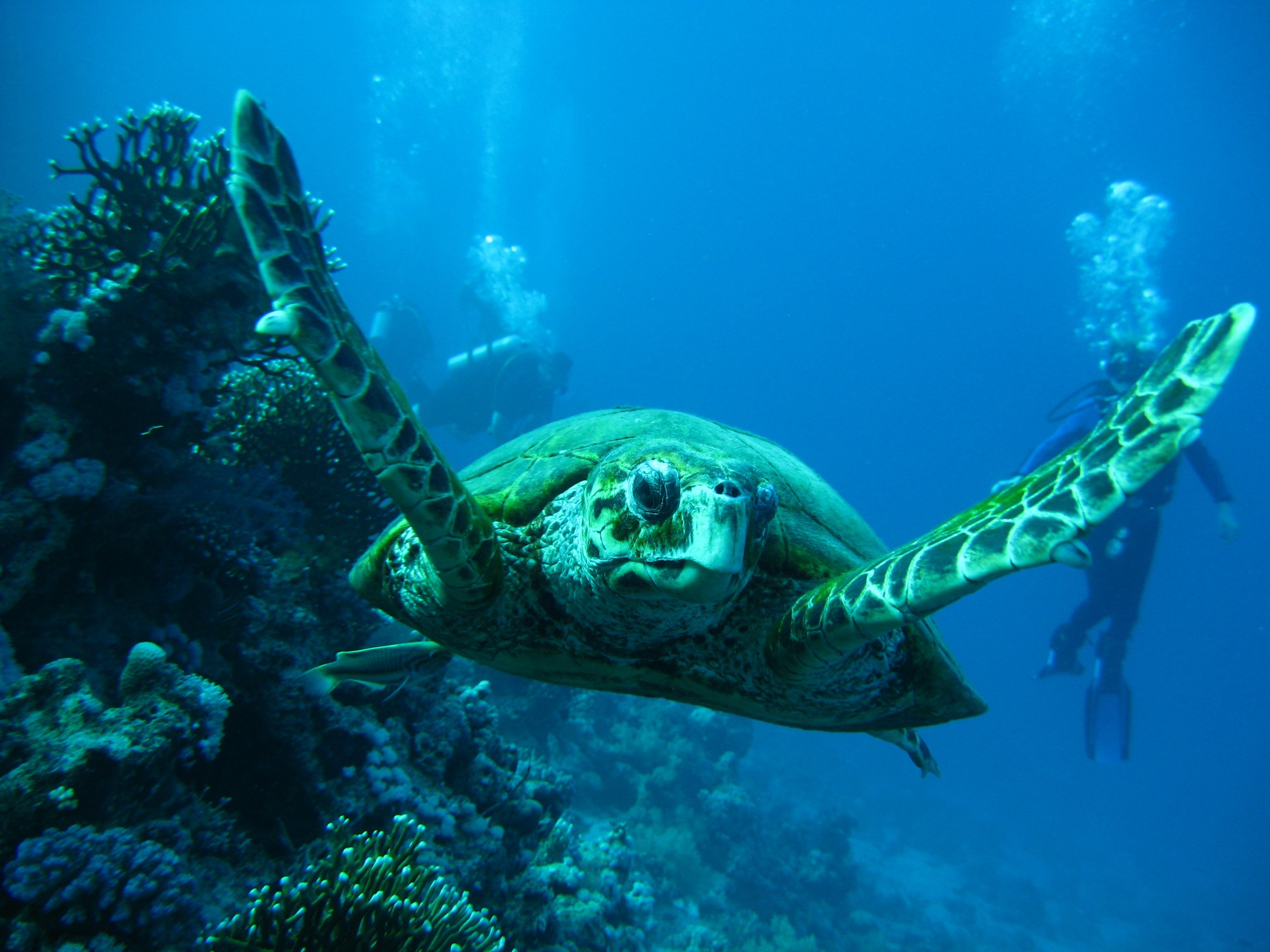 ISLA TORTUGA EN ZAKYNTHOS