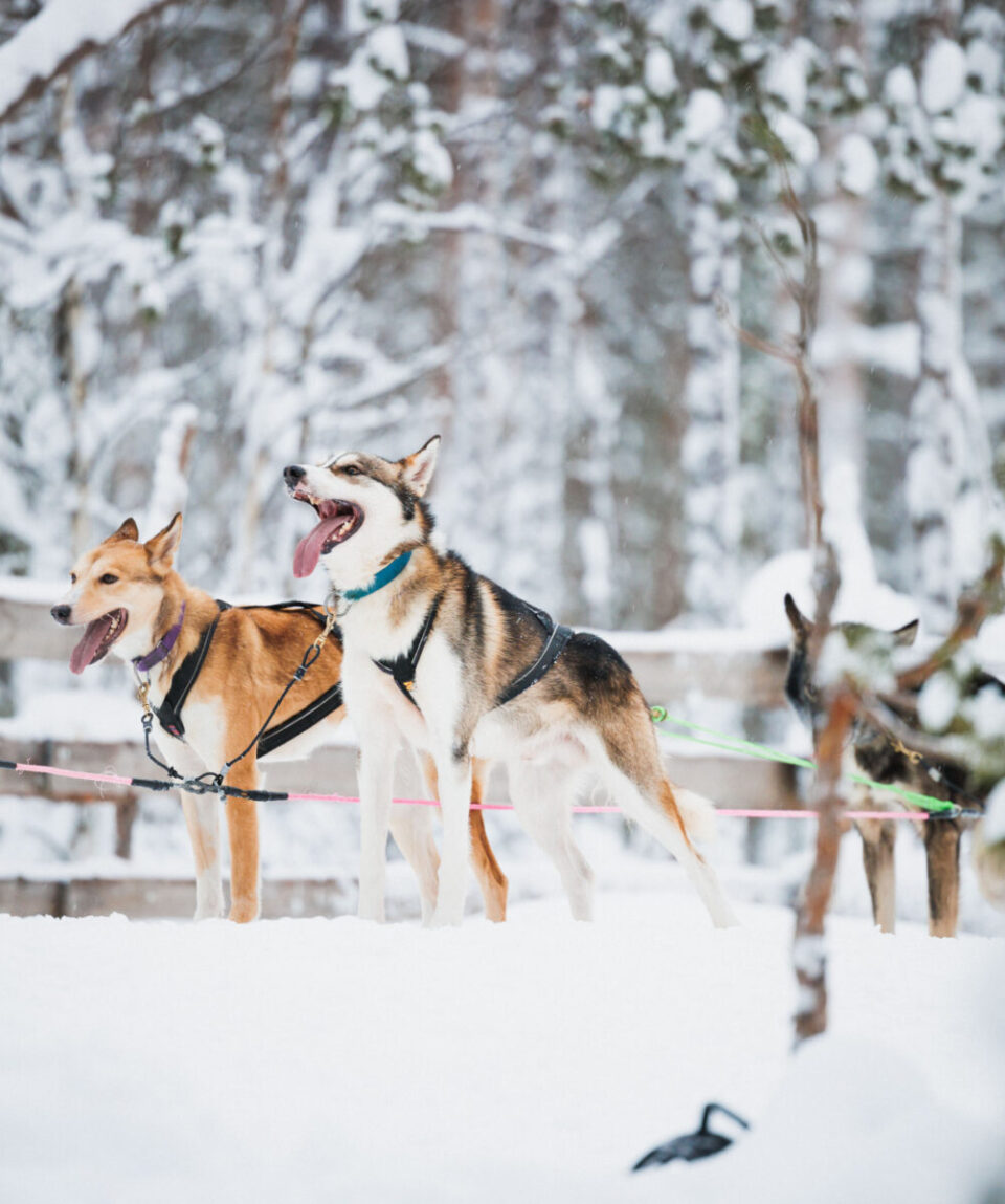 ENCUENTRO ÁRTICO CON HUSKIES Y RENOS