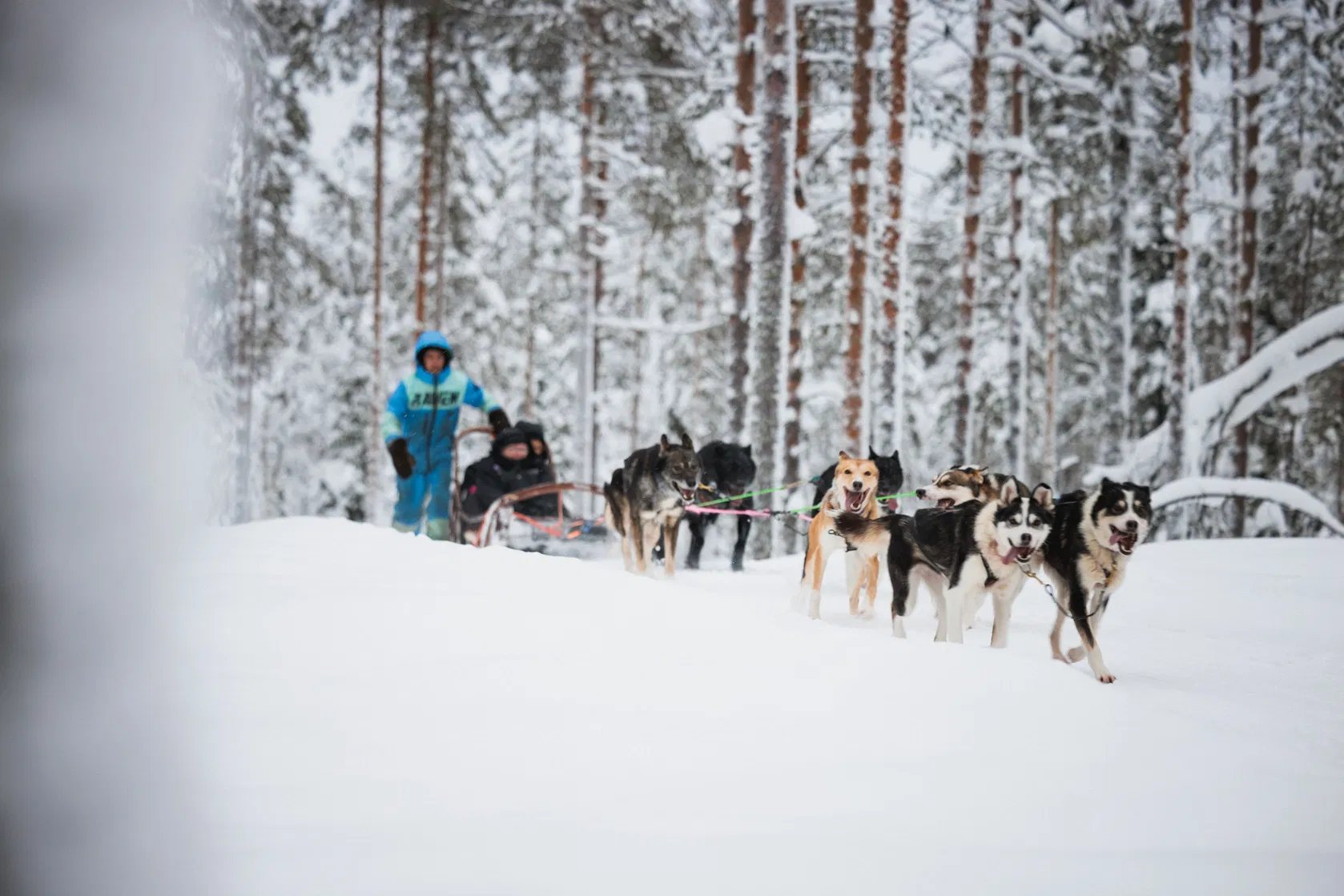 PASEO EN TRINEO CON HUSKIES