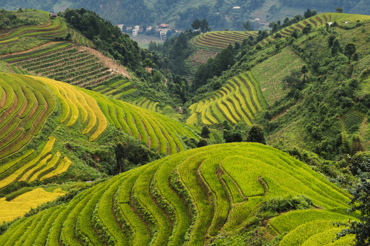 ESENCIAS DE VIETNAM Y LAOS