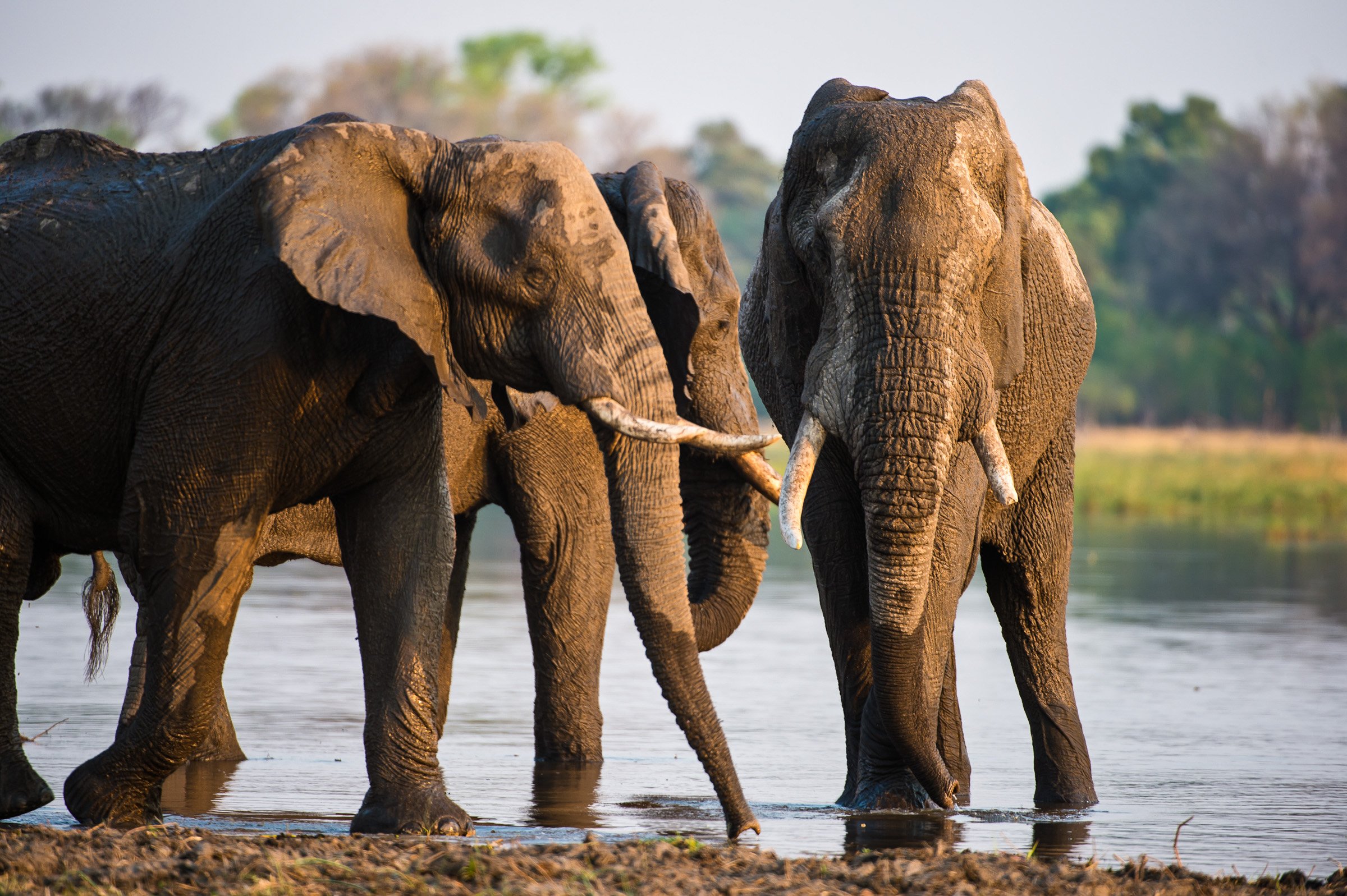 HEART OF BOTSWANA & ZIMBABWE