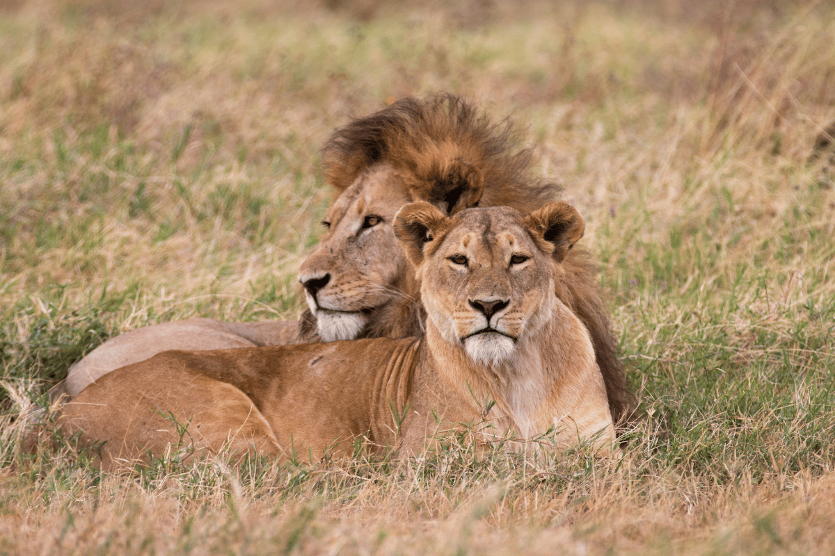 BEST OF KENYA & TANZANIA