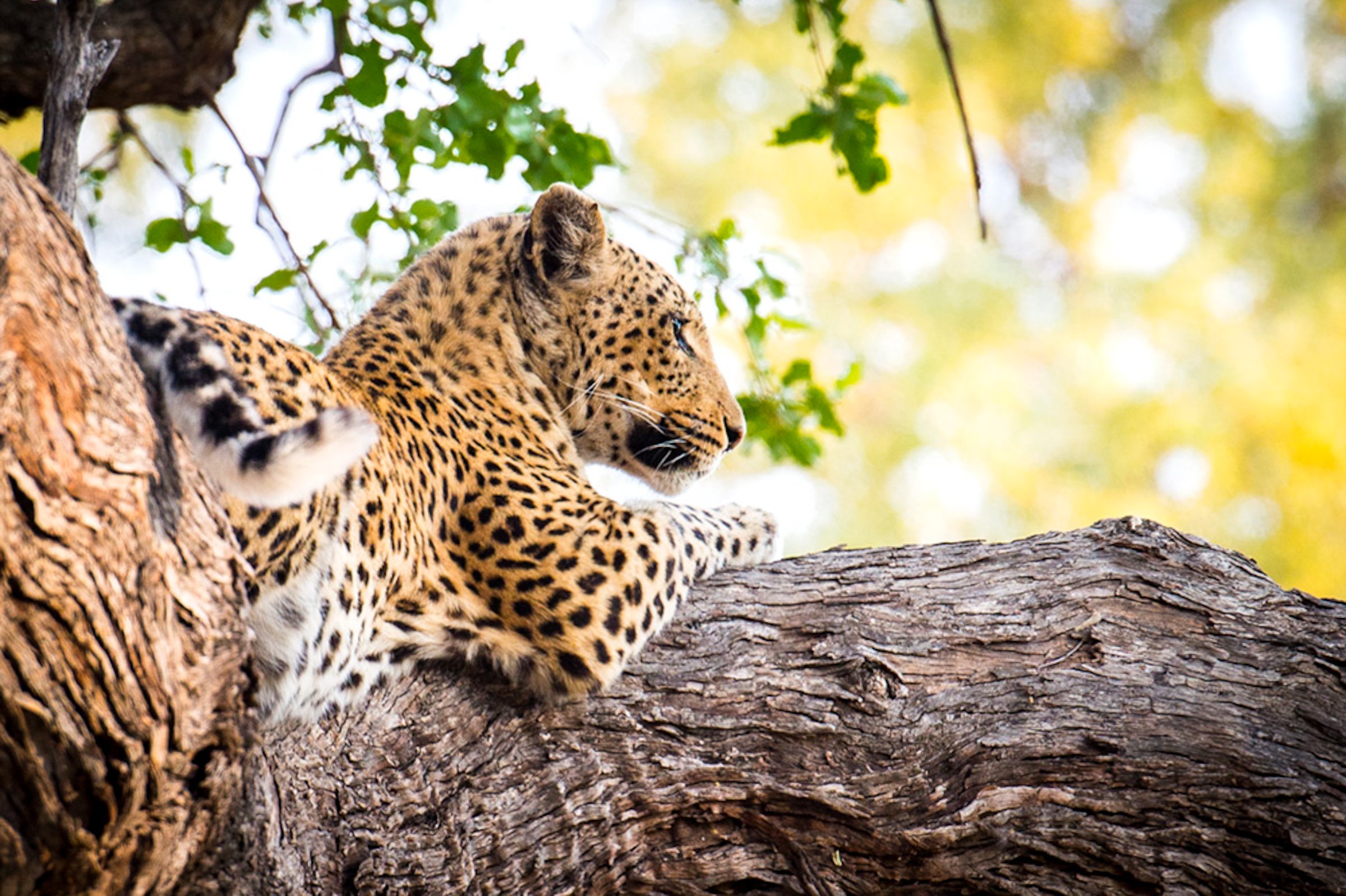 BOTSWANA EXPEDITION TO VICTORIA FALLS